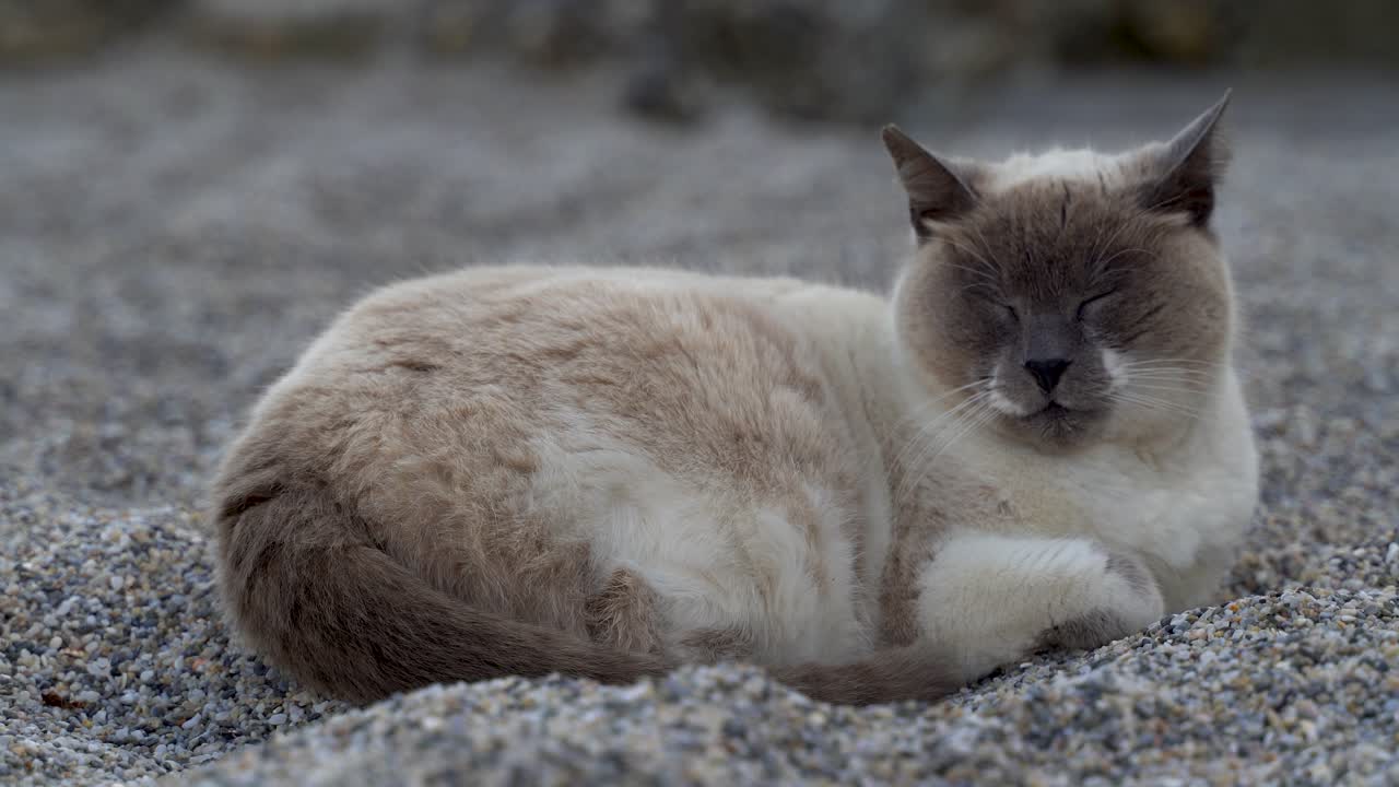 Bellissimo e maestoso gatto Ragdoll che dorme all'ombra sulla spiaggia.