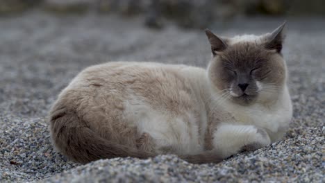 Hermoso-Majestuoso-Gato-Ragdoll-Durmiendo-A-La-Sombra-En-La-Playa