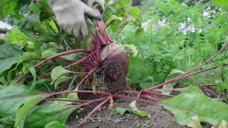 person harvesting garden beetroot by pulling out by hand with gloves