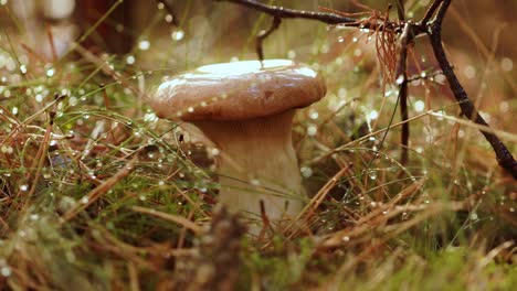 mushroom boletus in a sunny forest in the rain.