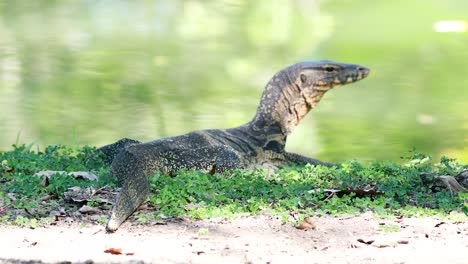 lagarto monitor observado en el hábitat natural