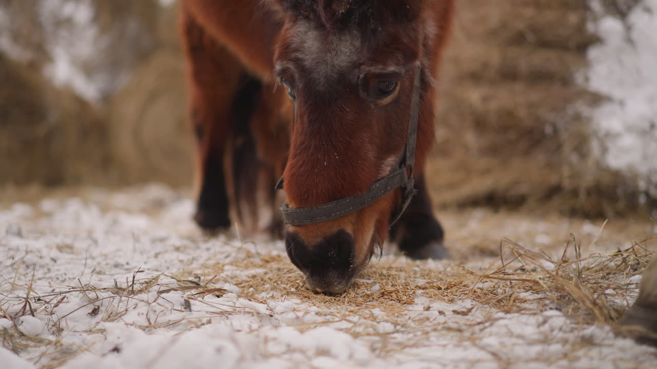Brun hest med trense spiser friskt hø spredt på sneen