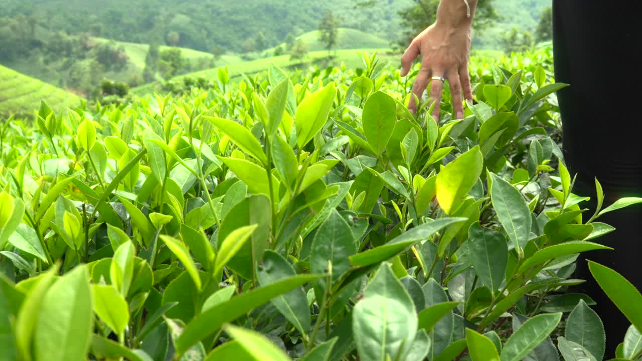 Woman hands through green tea fresh leaf plantation agriculture field Camellia sinensis