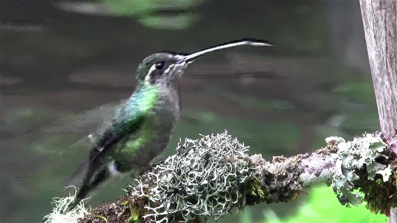 여성의 멋진 벌새