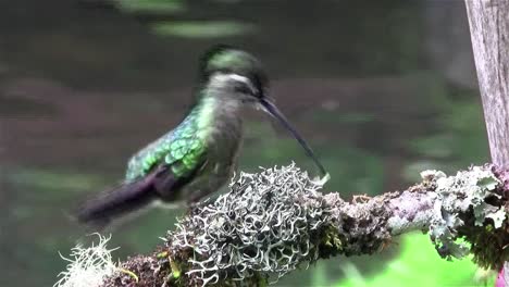 Una-Hembra-Magnífica-Colibrí