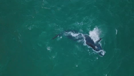 Vista-De-Pájaro-De-La-Ballena-Jorobada-Saliendo-A-La-Superficie-Y-Soplando.-Animal-Grande-En-Agua-De-Mar-Ondulada.