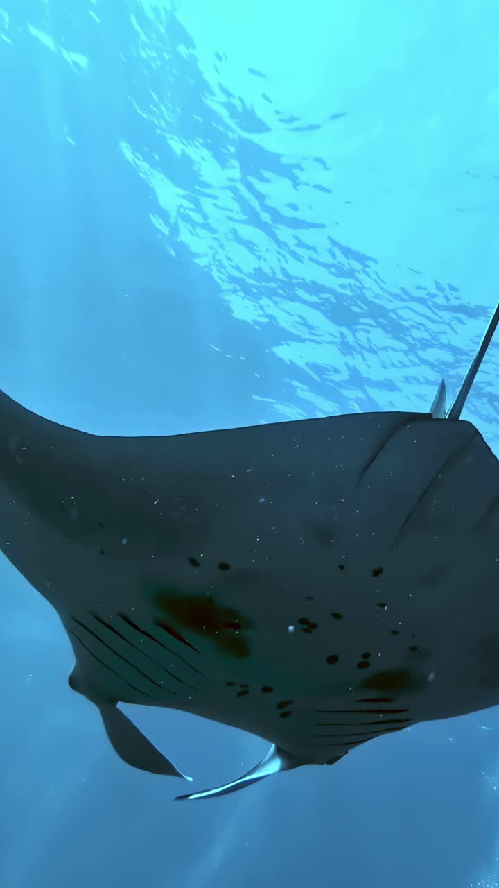 Vertical close-up of a massive stingray diving underwater