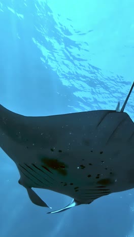 vertical close-up of a massive stingray diving underwater