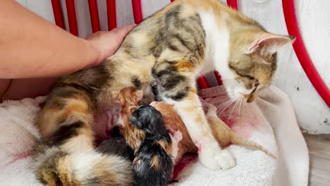 human hand strokes cat in labor