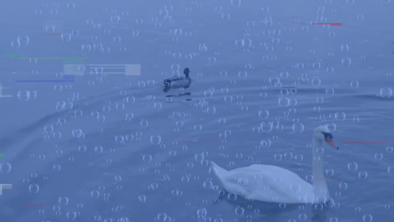 animación de diversos datos y fallo sobre cisnes y patos en el lago