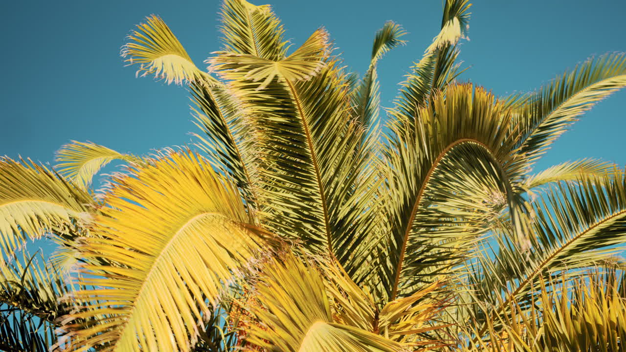 Close ip of fresh green palm leaves swaying gently in daylight