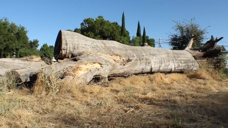 gran árbol caído muerto pan de izquierda a derecha