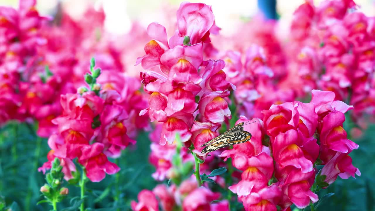 Butterflies gracefully flutter around vivid pink flowers, creating a lively and colorful animation with smooth transitions and natural movement