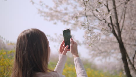 Niña-Tomando-Fotografías-De-Cerezos-En-Flor-Con-Un-Teléfono-Móvil-Durante-La-Primavera-En-El-Parque-Forestal-Ciudadano-De-Yangjae-En-Seocho,-Distrito,-Seúl,-Corea-Del-Sur