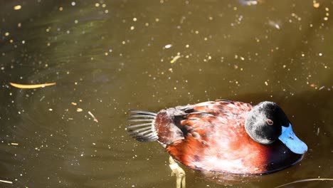 maccoa duck gliding through a pond