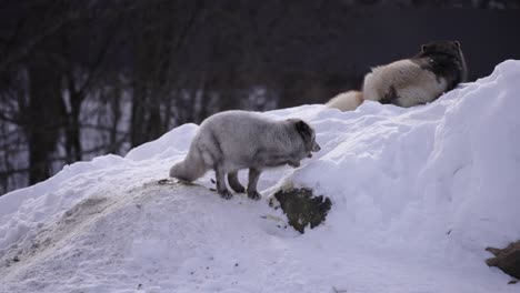 Polarfuchs-Leckt-Schnee-Und-Klettert-Von-Hügel-Zu-Höhle