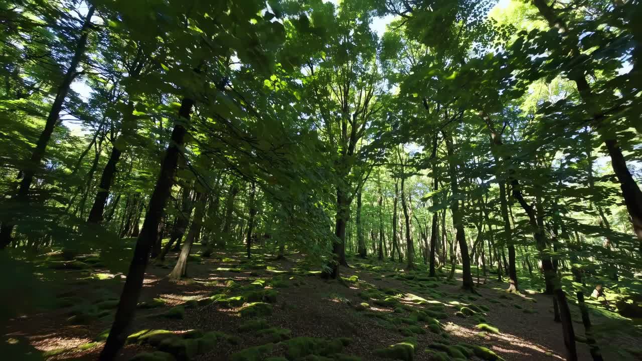 Floresta verde exuberante capturada de um ângulo baixo, criando uma atmosfera imersiva e serena, perfeita.