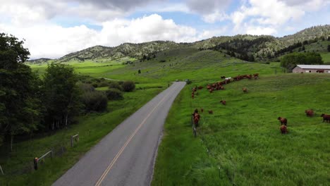 increíble toma de drones siguiendo a un auto conduciendo por vacas, pastos verdes y montañas nevadas en la distancia