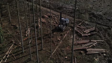 transportista durante la tala de bosques después de la tala de árboles