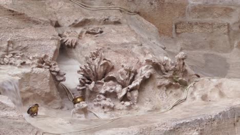 details from the trevi fountain in rome, italy