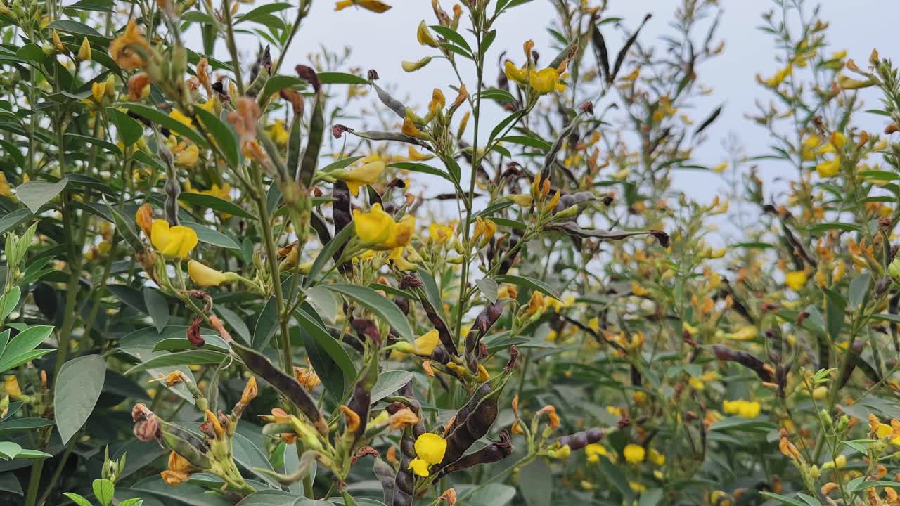 Camera orbiting around dense pigeon pea plants showing yellow flowers, developing pods, green leaves, and branching stems layered against open sky in a rural agricultural field