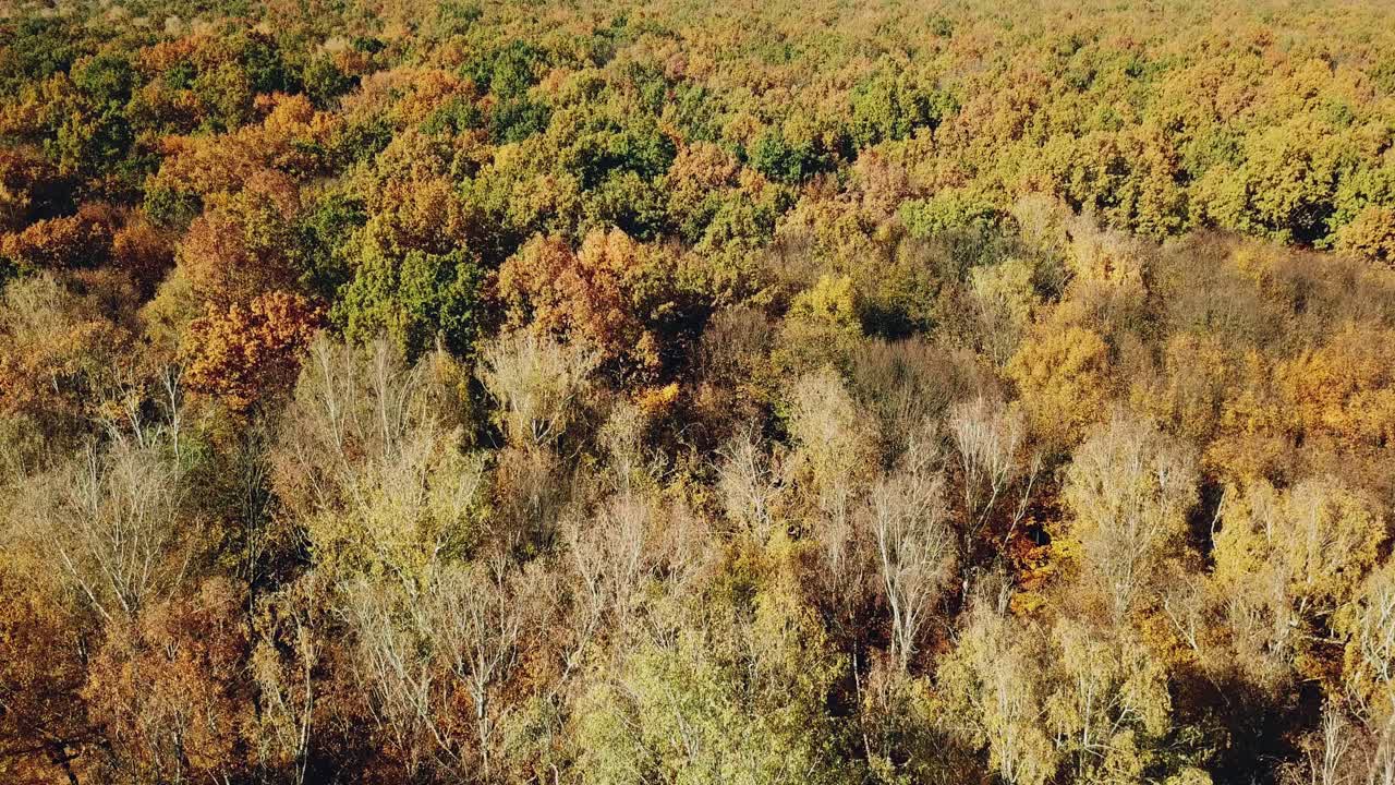 Slow motion of drone moving above the tops of trees of diffferent colors. Birds-eye view of forestin autumn in a bright sunny day.