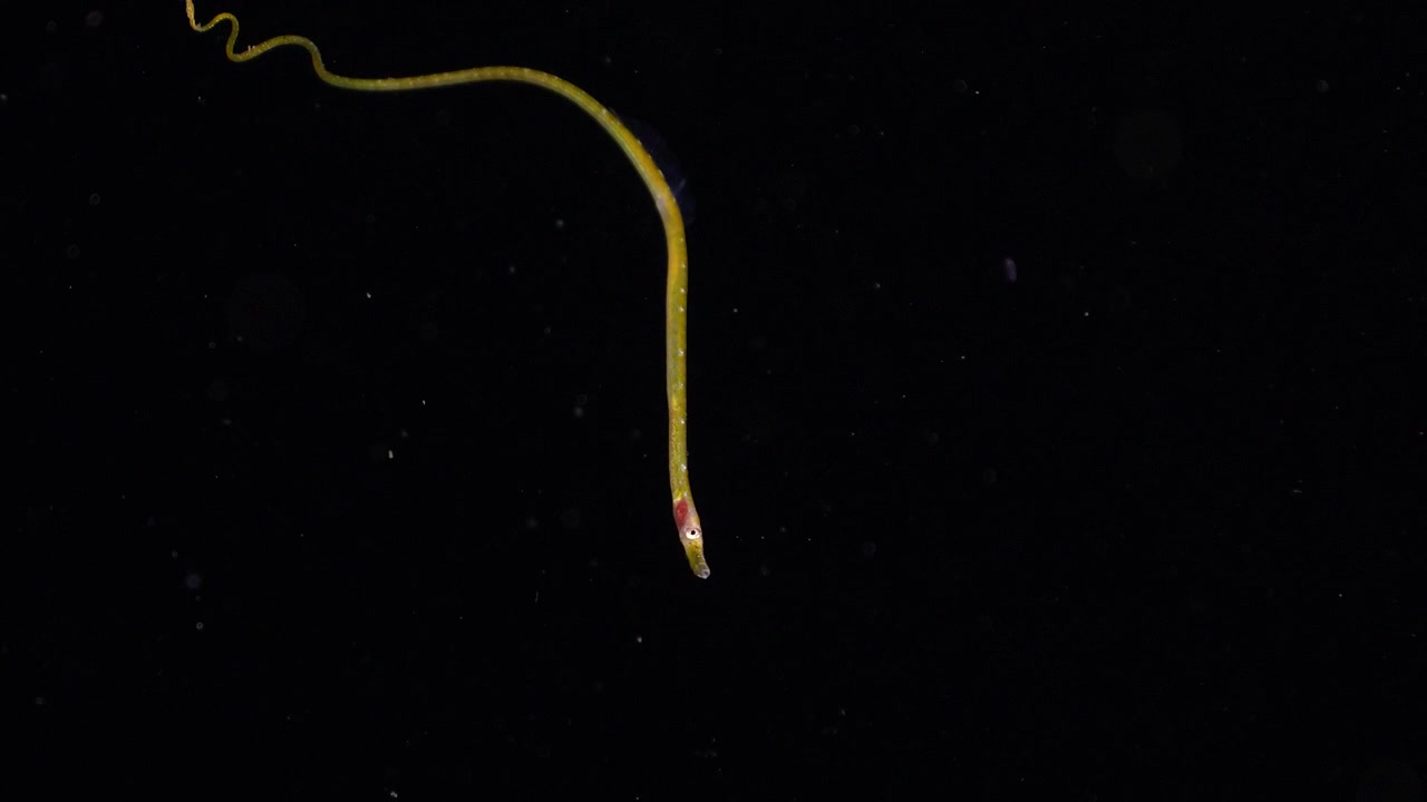 Zeldzame waarneming van een gele naaldvis (Nerophis ophidion) zwemmend in de donkere open oceaan tijdens een blackwater nachtduik.