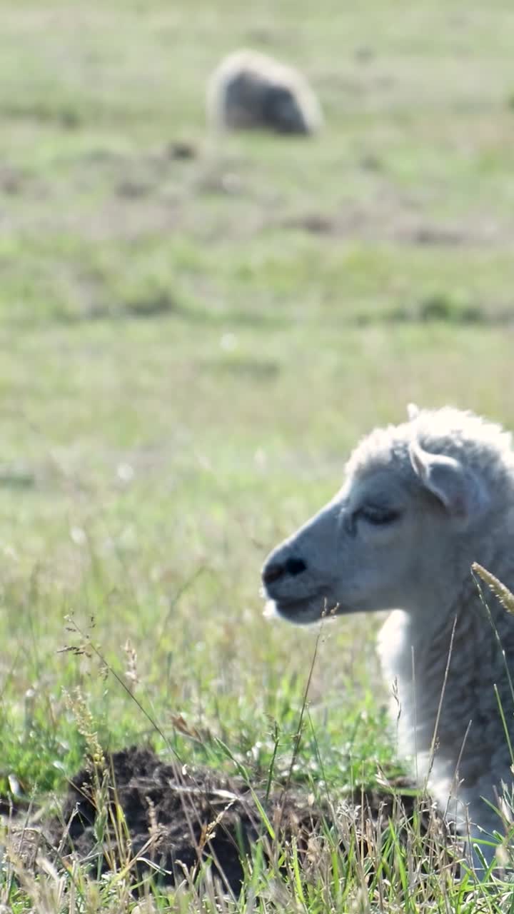 Sheep in a Grassy Field