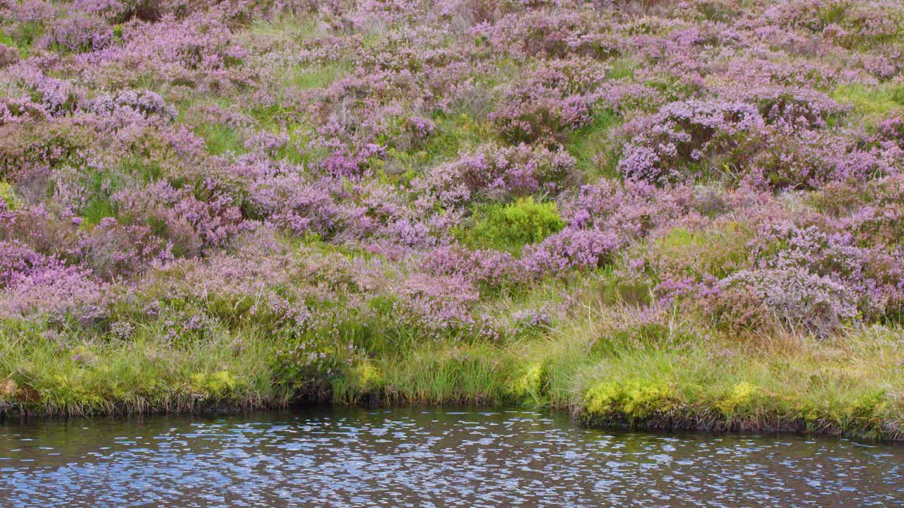 Wind stirs pond surface, wildflowers and heather bloom on sunlit Loch Brandy hillside