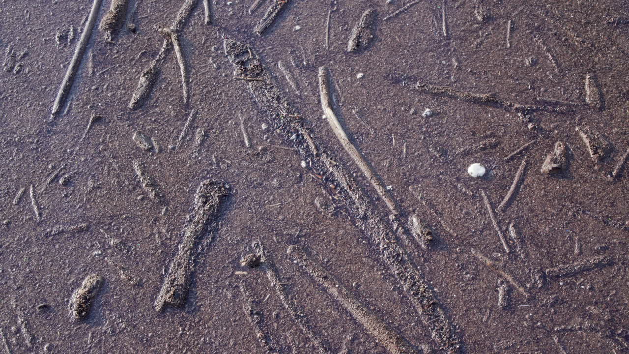 민물에 떠있는 통나무와 파편