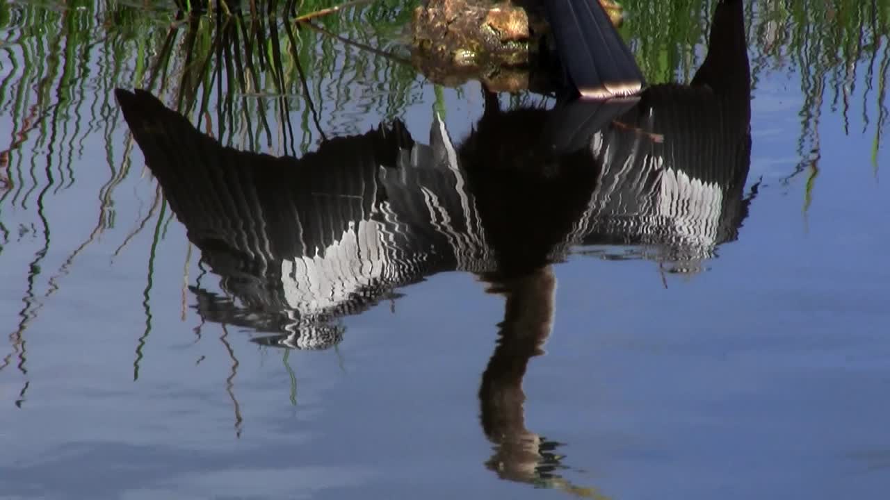 Everglades'te siyah beyaz tüylere sahip bir kuş 1