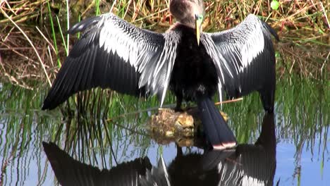 Schwarz-weißes-Gefieder-Eines-Vogels-In-Den-Everglades-1