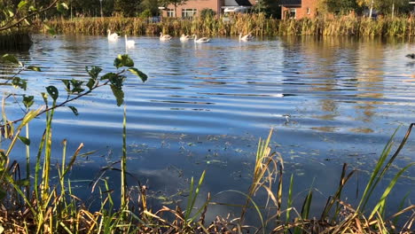 A-swan-family-swims-on-a-lake-on-a-sunny-day