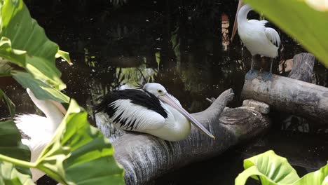 pelicans standing on logs above pond in tropical wildlife habitat