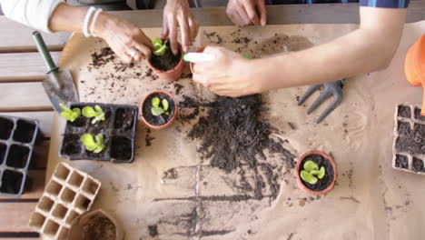 Diverse-senior-couple-sitting-at-table-and-planting-plants-to-pots-on-porch