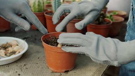 planting bulbs in pots