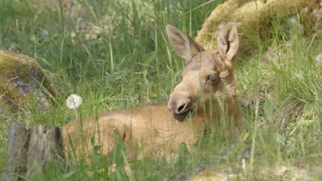 european elk calf chilling on summers day lying down in grassy meadow, closeup