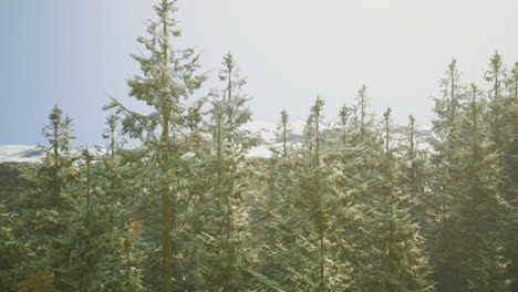 snowy mountain forest