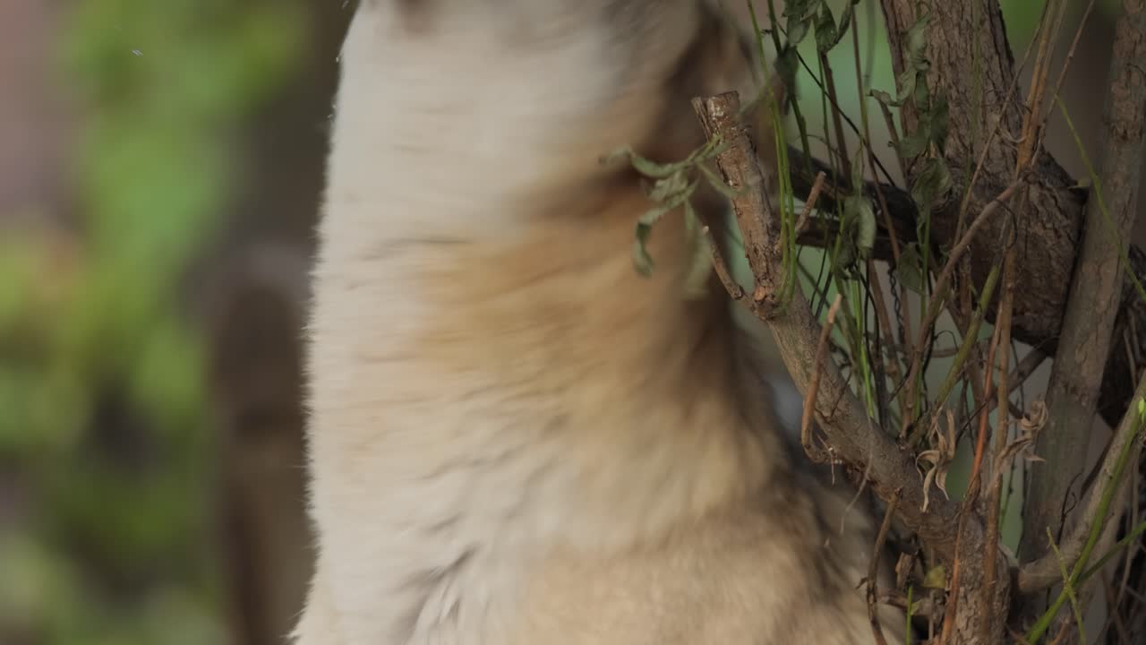 el lobo (canis lupus), también conocido como el lobo gris, es el miembro más grande existente de la familia de los canidos. los lobos son el miembro salvaje más grande de la familia de los perros.