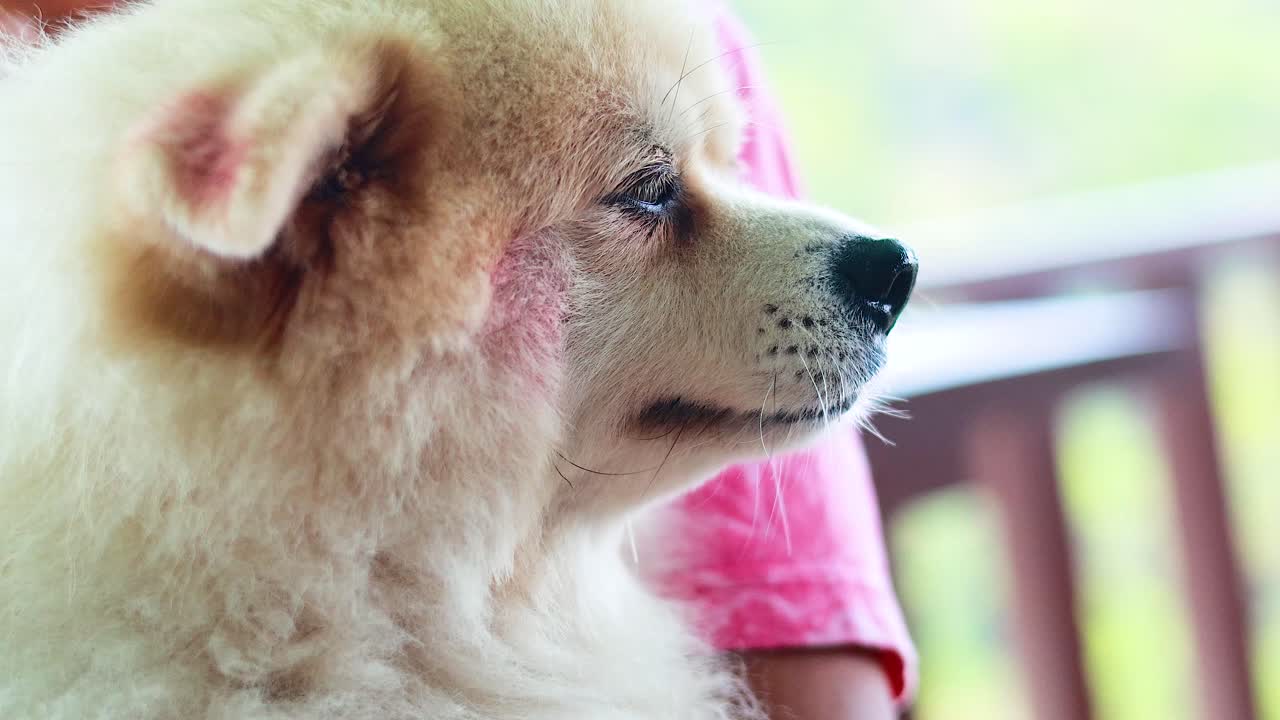 A fluffy Pomeranian dog sits calmly on a balcony, with soft lighting and a serene atmosphere