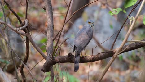 la cámara se aleja deslizándose hacia la derecha mientras muestra su parte trasera, el halcón cresto accipiter trivirgatus, tailandia