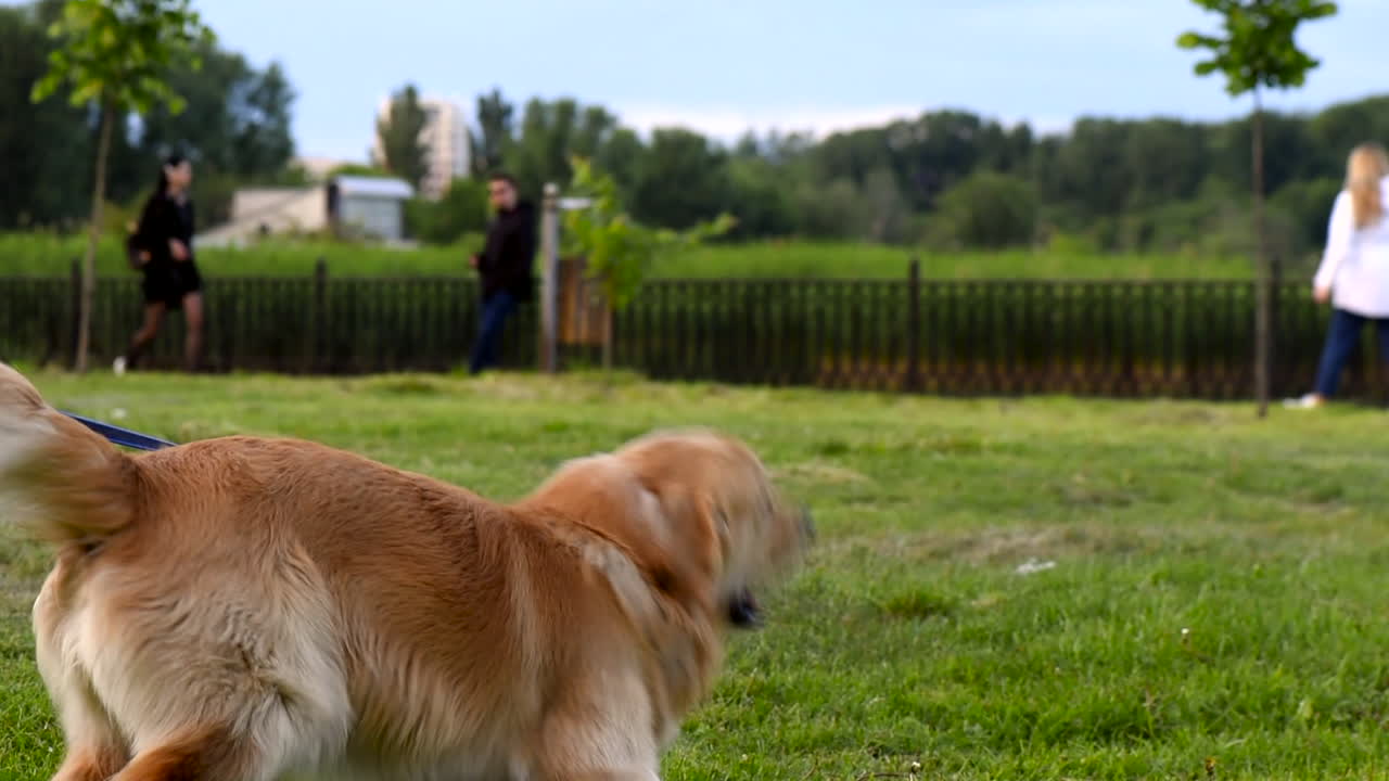 Labrador retriever barking at people walking in Valea Morilor park in the evening. Rear view. Chisinau, Moldova