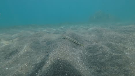 Sand-lance-being-shy-and-hiding-in-the-sand