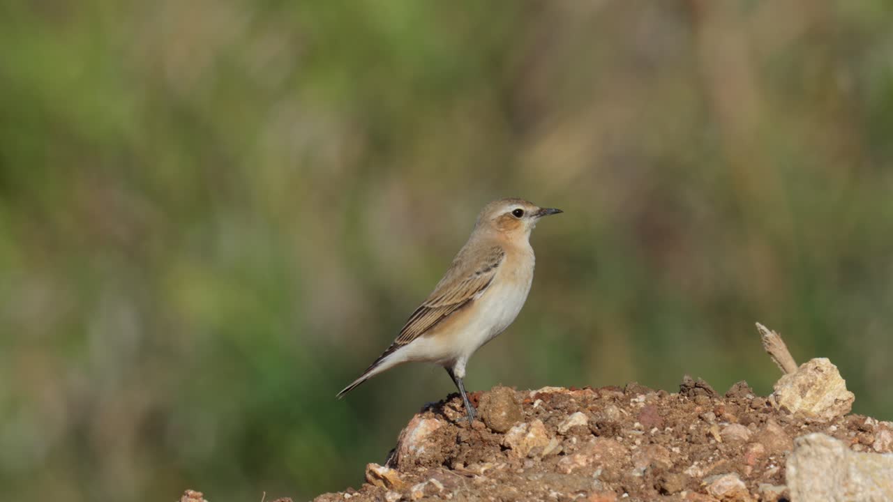 Northern Wheatear during its autumn migration along the Mediterranean coast, standing on a hill, watching with green vegetation in the background