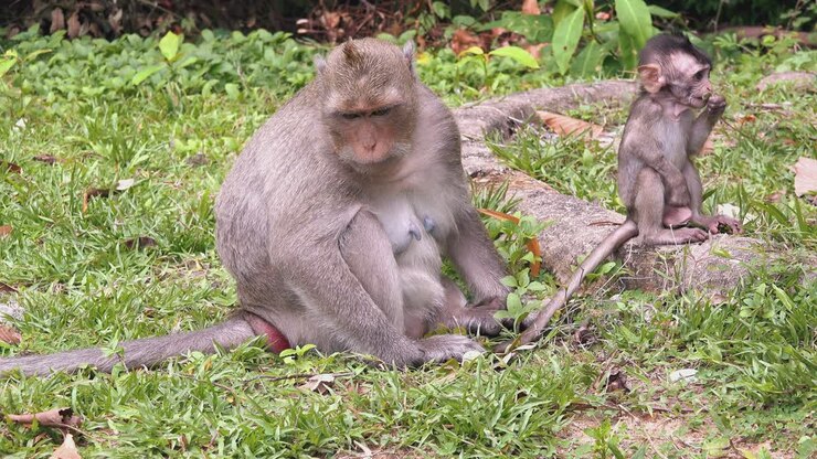 Mother and Baby Macaque Monkeys