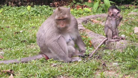 monos macacos madre y bebé