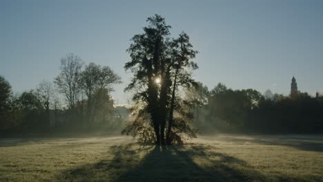 El-Primer-Sol-De-Una-Mañana-Otoñal-Brilla-A-Través-De-Las-Hojas-De-Un-árbol-Solitario