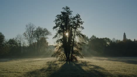 el primer sol de una mañana otoñal brilla a través de las hojas de un árbol solitario