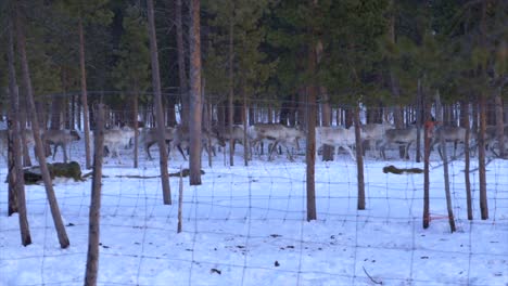 reindeers herd moving behind a fence while snow is coming down of the sky. the reindeers are moving through a forest.