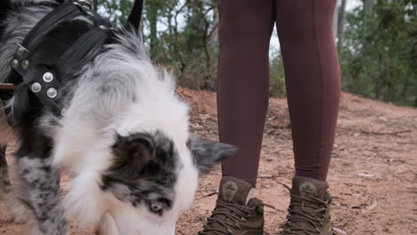 Hund-Kühlt-Sich-Ab,-Indem-Er-Eine-Schüssel-Mit-Gefrorenem-Wasser-Ableckt